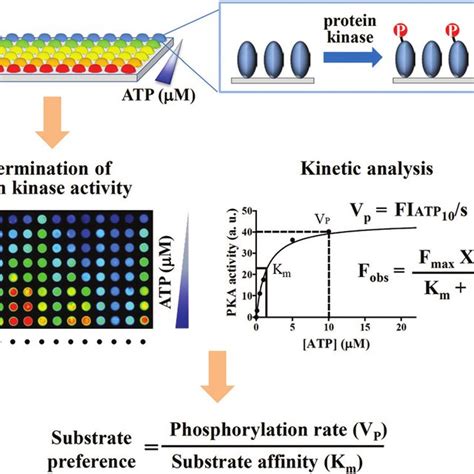 Pka Kinetic Analysis Of 11 Plasma Membrane And Extracellular Proteins