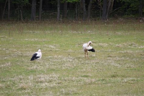 Se De Flotte Billeder Storken E Er Kommet Til Danmark ONP Dk