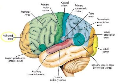 Investigating Minds 2009 TB: Medial Prefrontal Cortex Links Music ...