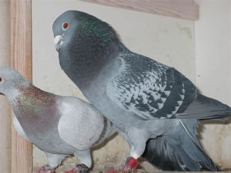 Male Pigeon - Racing Homer Pigeons Male - 2272x1704 - Download HD Wallpaper - WallpaperTip