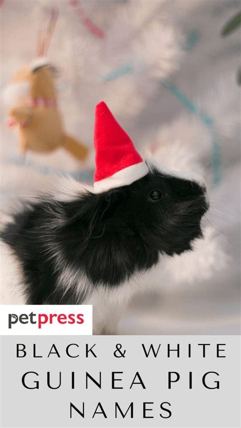 80+ Best Black And White Guinea Pig Names For Your Cute Pet