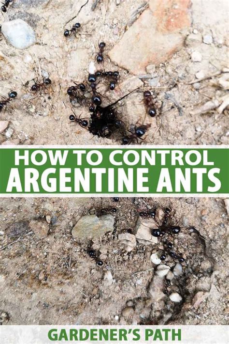 How To Control Argentine Ants Gardeners Path