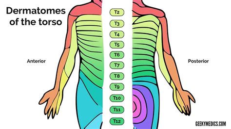 Dermatomes And Myotomes Sensation Anatomy Geeky Medics - Dermatomes Chart and Map