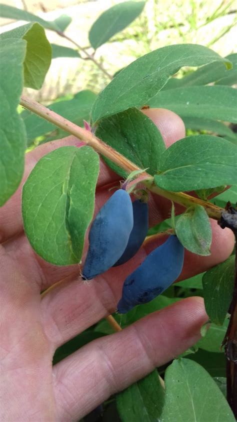 Honingbes Haskap Lonicera Blue Banana Eetbaargoed