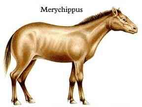 merychippus