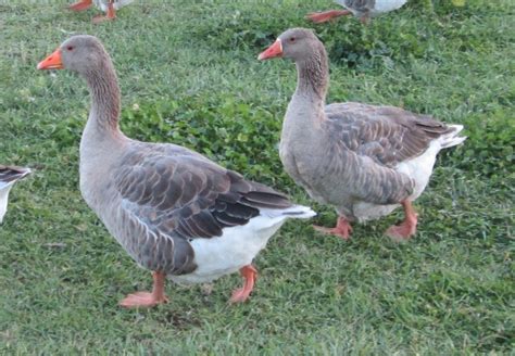 Production Toulouse Geese Precious Pet Geese