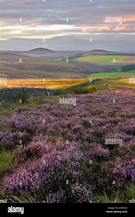 Heather Moor In The Lammermuir Hills Looking South To Dirrington Great