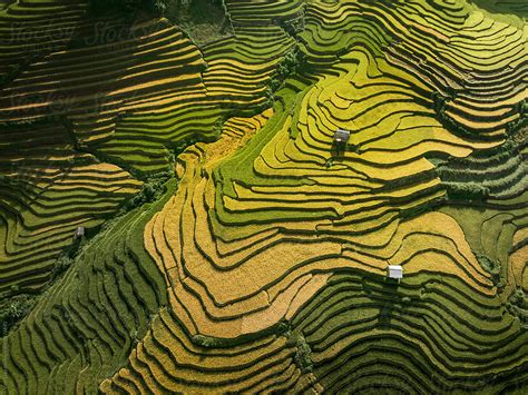 Terraced Rice Fields By Stocksy Contributor Vinh Dao Stocksy