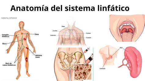 El Sistema Linfático Y Sus Funciones Anatomía órganos Sistema Inmunitario Youtube