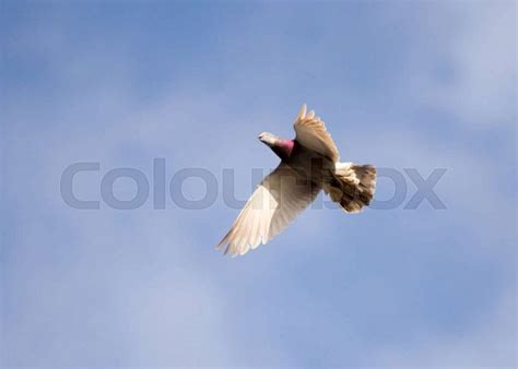 Dove flying Images - Search Images on Everypixel