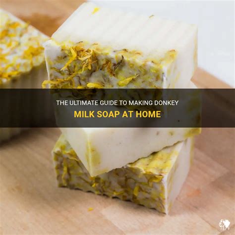 The Ultimate Guide To Making Donkey Milk Soap At Home Petshun