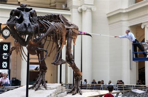 Field Museum In Chicago To Become Home To New Dinosaur | WBEZ Chicago