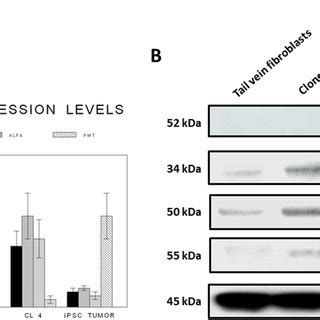 Select Gene Expression Levels In The Different Groups By Rt Qpcr And