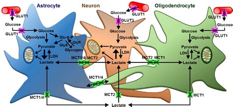 Glia Neuron Energy Metabolism In Health And Diseases New Insights Into The Role Of Nervous