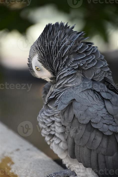 African Grey Parrot with Fluffed Feathers on Neck 9595736 Stock Photo