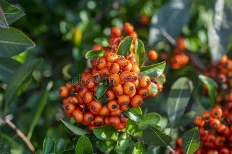 Pyracantha Coccinea Scarlet Firethorn Ozdobny Krzew Pomarańczowy Grupa