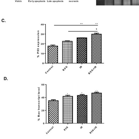 Effect Of BSG And Or IR On Induction Of HepG2 Cell Apoptosis A