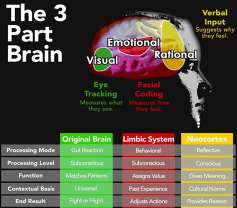 Brain Jack Image: Brain Function Chart