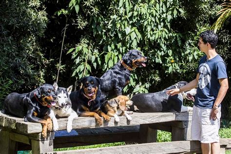 Qué es la energía en el mundo canino y cómo la perciben los perros