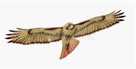 Red Tailed Hawk Buteo Jamaicensis In Sky While Looking Down Stock