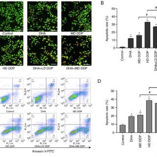 Apoptosis Of Hepg Cells Treated With Dha M And Or Ddp A