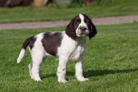 English Springer Spaniel - Temperament, Lifespan, Shedding, Puppy