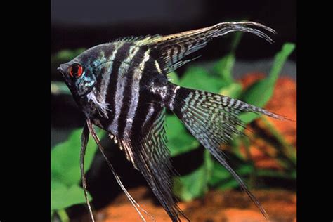 Pterophyllum Scalare ZEBRA VEILTAIL Aqualog De