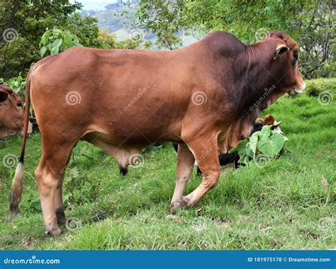 A Young Brown Zebu Breed Bull Walks Proudly Through A Meadow In The