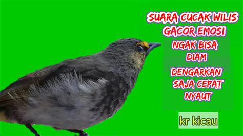 Suara Burung Cucak Wilis Gacor Yang Sangat Merdu Sekali Putar Langsung