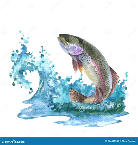 Watercolor Illustration, A Trout Jumps Out Of The Water. Composition