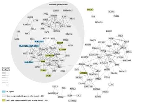 Genetics Of Complex Immune Related Diseases Multifactorial Disease