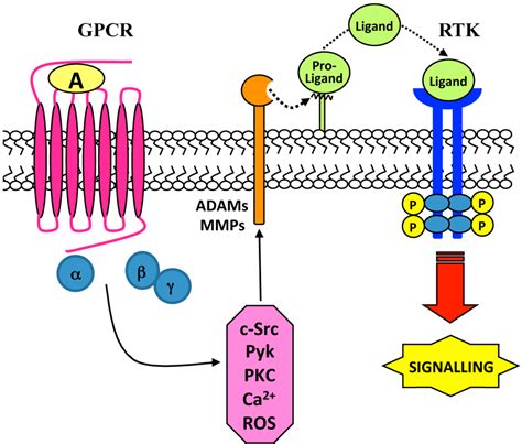 Ijms Free Full Text Cell Surface Receptors Transactivation Mediated By G Protein Coupled