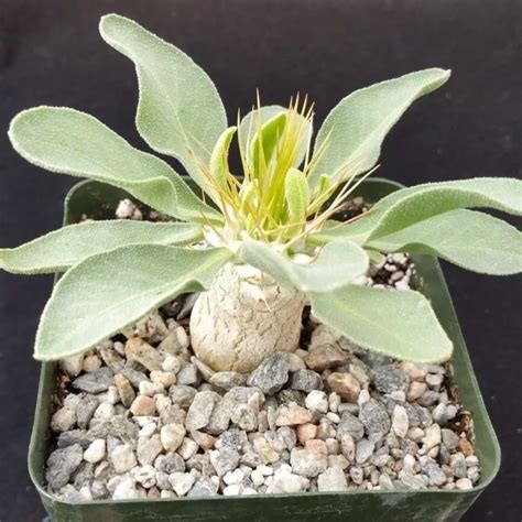 Pachypodium Namaquanum Elephant Trunk In GardenTags Plant Encyclopedia