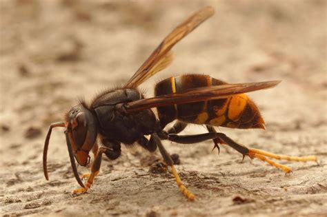 Biodiversité comment le frelon asiatique est arrivé en France il y a