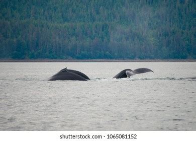 Bubble Net Feeding Alaska Images Stock Photos Vectors Shutterstock