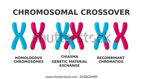 Chromosomal Crossover Exchange Genetic Material During Stock Vector (Royalty Free) 2430626985 ...