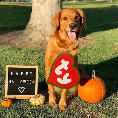 Photos Of Cute Golden Retrievers In Halloween Costumes Ps Pets