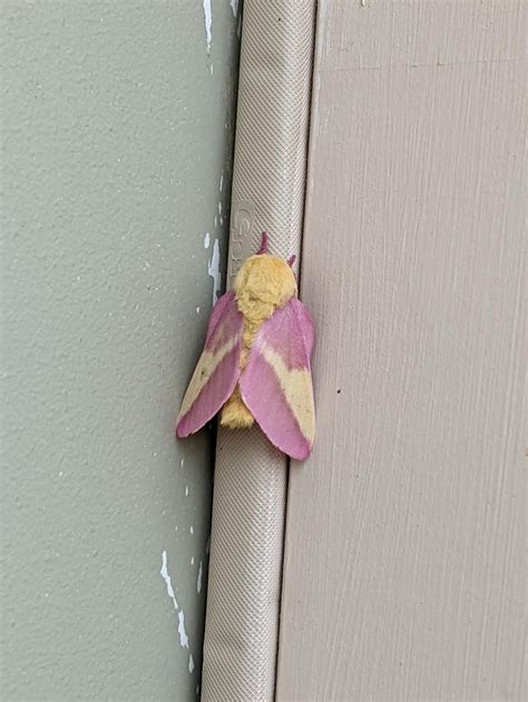 I Hear Rosy Maple Moths Are Popular Right Now How About Sharing A Door