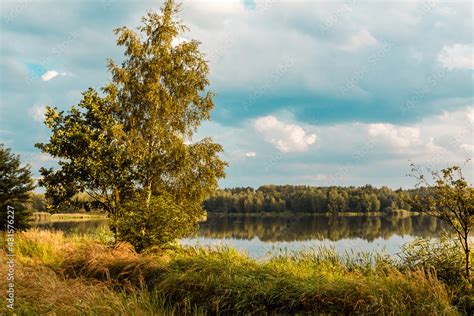 Drzewo Brzoza Rosn Ce Na Brzegu Jeziora Paprocany Tychy Stock Photo