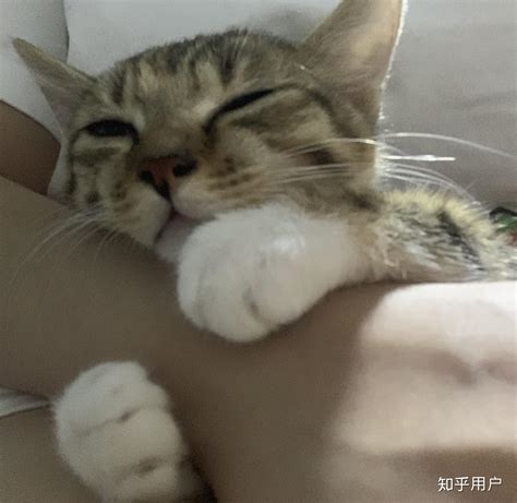 狸花猫可以当成宠物养吗？ 知乎