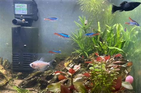 How Many Neon Tetras Can Fit In A Gallon Tank