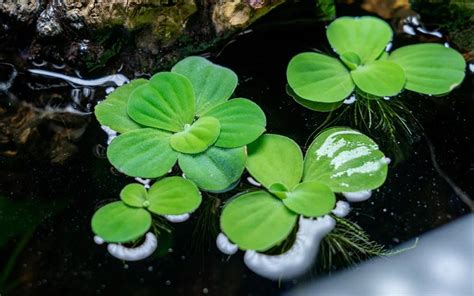 Best Floating Plants For Uk Ponds Diapteron Shop