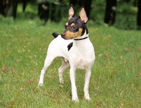 Pitbull Toy Fox Terrier Mix Wow Blog