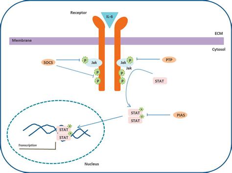 Role Of The IL 6 Jak Stat Pathway In Tumor Angiogenesis Influence Of