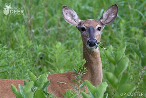 Deer Diet Breakdown: What Do Deer Eat? | National Deer Association