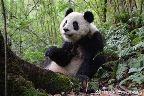 One Of The First Released Pandas Has Died In The Wild Cctv News