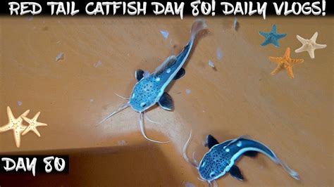 Day 80 Daily Red Tail Catfish Vlog Watch Them Grow YouTube