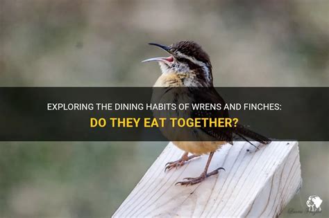 Exploring The Dining Habits Of Wrens And Finches: Do They Eat Together ...