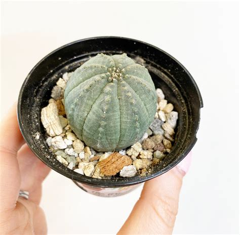 Euphorbia obesa – The Plant Lady SF