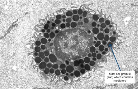 Mast Cells Explained - The Australasian Mastocytosis Society